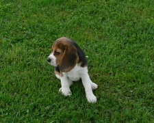 2013 m. kovo 10 d. gimė bigliukų vada Vilniuje. BELA