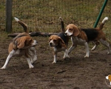 1204488997_img_7488-vi