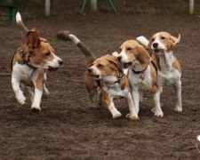 1204489334_img_7568-vi